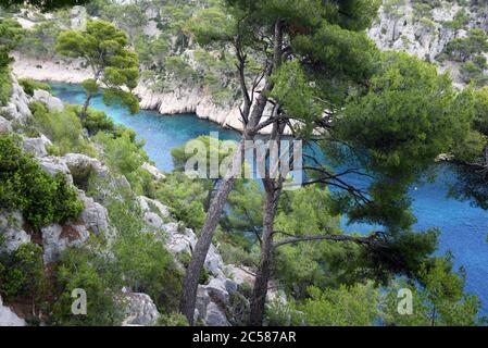 Aleppo Pines or Pine Trees, Pinus halepensis, in Calanque Port-Pin in the Calanques National Park near Cassis Provence France Stock Photo