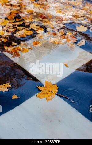 Fallen different colourful leaves floating in fountai. Autumn time concept Stock Photo