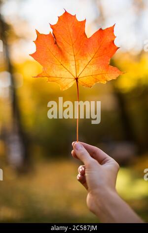 Female holding a fallen red maple leaf in her hand in sunny autumn day, closeup, autumn park on background, soft focus. Autumn mood concept Stock Photo