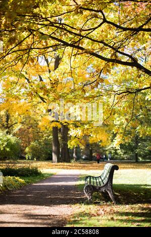 Golden autumn landscape with wooden bench under colourful trees (oak) at sunny warm day. Park with a bench and a pathway with yellow leaves in the aut Stock Photo