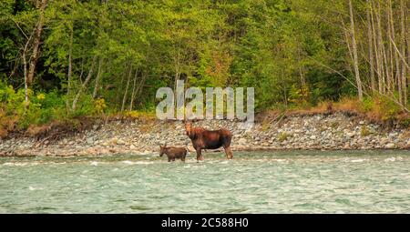 Mother moose and her calf trying to cross the fast flowing Kitimat River in North West British Columbia. Stock Photo