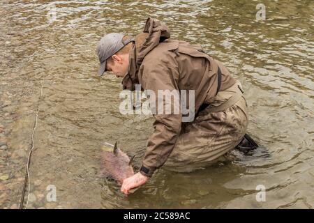A fly fisherman about to release a Sockeye Salmon (Oncorhynchus nerka) back into the Kitimat River Stock Photo