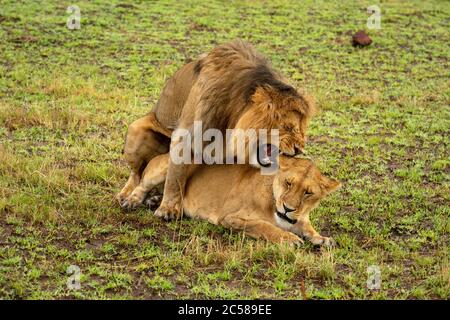 Male lion bites female neck while mating Stock Photo - Alamy