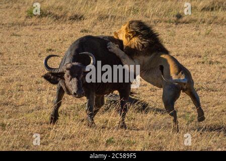 Male lion grabs Cape buffalo by hindquarters Stock Photo