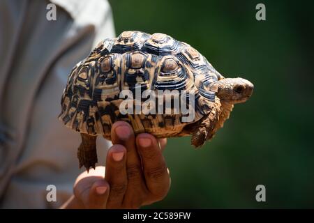 Man holds up leopard tortoise in sun Stock Photo