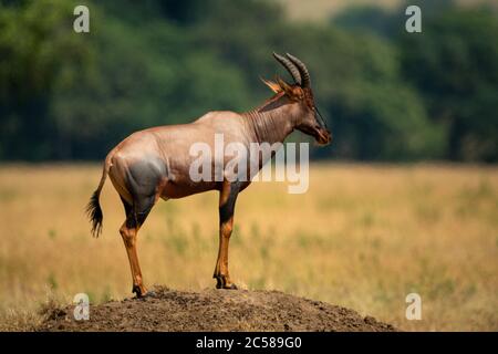 Male topi stands on sunlit termite mound Stock Photo