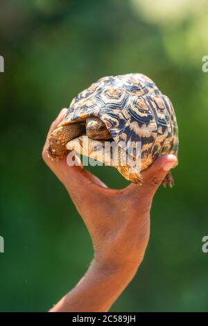 Man holds up leopard tortoise in sunshine Stock Photo
