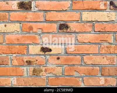 brick wall background in the room with black spots. Background of old vintage orange brick wall Stock Photo