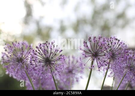 Violet flowers looks like covid-19 bacteria, purple dandelion, selective focus on blurry background Stock Photo