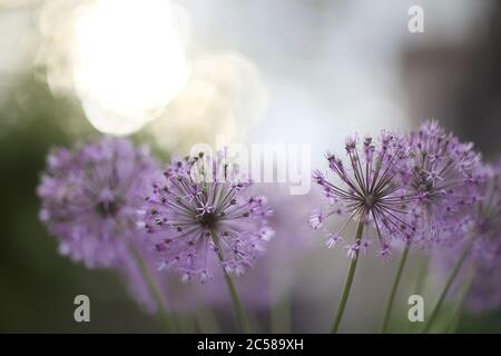 Violet flowers looks like covid-19 bacteria, purple dandelion, selective focus on blurry background Stock Photo