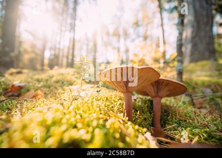 Paxillus Involutus In Autumn Forest In Belarus. Brown Roll-rim, Common Roll-rim, Or Poison Pax, Is A Basidiomycete Fungus Stock Photo