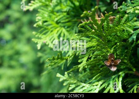 Conifer Thuja Orientalis: a close up of the immature seed cones. Thuja branch leaves with tiny cones. Stock Photo