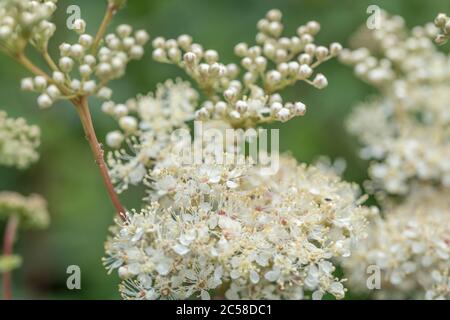 Close shot flower masses of Meadowsweet / Filipendula ulmaria. Medicinal plant once used in herbal medicine & herbal remedies for analgesic properties Stock Photo