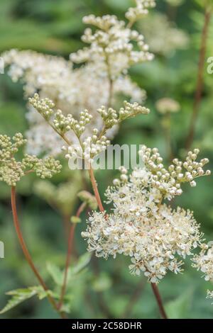 Close shot flower masses of Meadowsweet / Filipendula ulmaria. Medicinal plant once used in herbal medicine & herbal remedies for analgesic properties Stock Photo