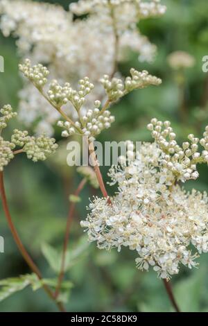 Close shot flower masses of Meadowsweet / Filipendula ulmaria. Medicinal plant once used in herbal medicine & herbal remedies for analgesic properties Stock Photo