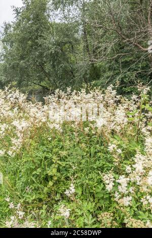 Wide shot flower masses of Meadowsweet / Filipendula ulmaria. Medicinal plant once used in herbal medicine & herbal remedies for analgesic properties. Stock Photo