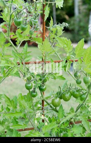 Trusses of green cherry tomatoes hanging from vine on trellis in home garden Stock Photo