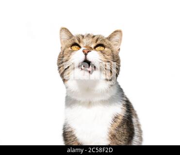 tabby white british shorthair cat with open mouth meowing looking up isolated on white background Stock Photo
