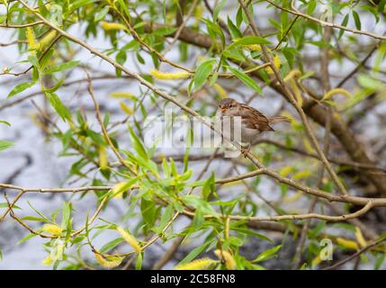 House sparrow (fledgling) Stock Photo