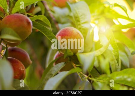 Fresh and delicious Peaches on a tree in the garden Stock Photo