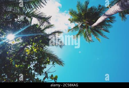 The sun is shining through palm tree. Beautiful sky and clouds Stock Photo