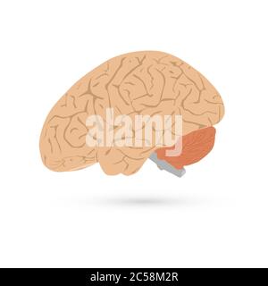 Vector illustration side view of human brain isolated on white background Stock Vector