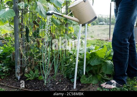 Watering cucumbers, bok choy and shallots in home vegetable garden with liquid fertiliser / fertilizer in watering can Stock Photo
