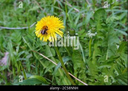 the insect on the dandelion flower, a bee in a yellow flower Stock Photo