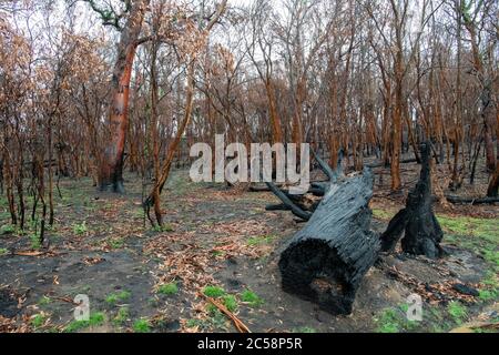 Bush fire damage worst in living memory Snowy Mountains region NSW Australia Stock Photo