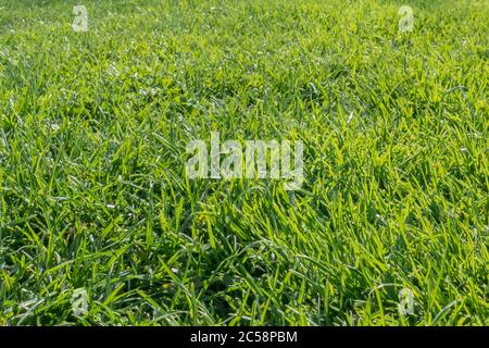 Interesting, ground level view of a shallow focus image of recently cut grass seen in a large, well-kept garden in summer. Stock Photo