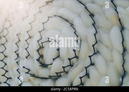 Close up to natural white silkworm cocoon shell in black plastic weave tray. Silkworm cocoon background. Stock Photo