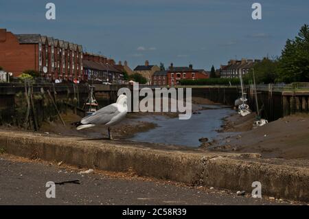 Lone seagull perched looking at the view from the riverside in BOSTON Lincolnshire, Stock Photo