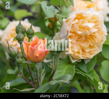 Blooming yellow orange English roses in the garden on a sunny day. Rose Graham Thomas Stock Photo