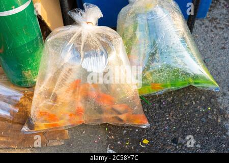 Plastic bags of live pet fish for sale at the Goldfish Market