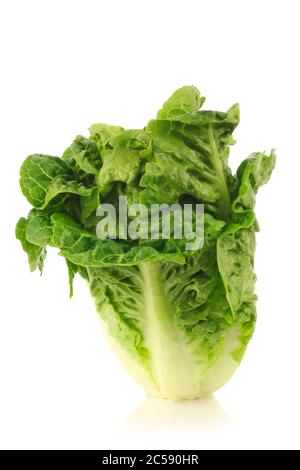 freshly harvested little gem lettuce on a white background Stock Photo