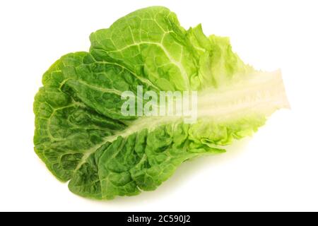 freshly harvested little gem lettuce on a white background Stock Photo