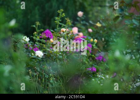 Mixed colorful roses in full blooming. Beauty roses flowers Stock Photo