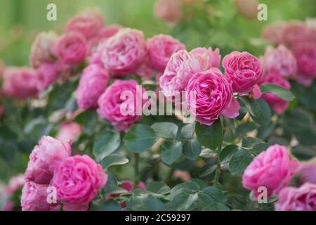 Coral rose flower in roses garden. Pink coral blooming roses. Coral rose flower Stock Photo