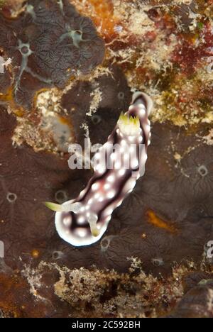 Elegant Phyllidia Nudibranch, Phyllidia elegans, Staghorn Crest dive site, Sipadan island, Sabah, Malaysia, Celebes Sea Stock Photo