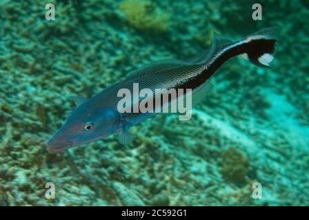 Blue Blanquillo, Malacanthus latovittatus, Staghorn Crest dive site, Sipadan island, Sabah, Malaysia, Celebes Sea Stock Photo