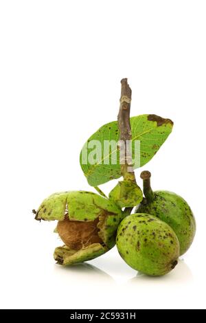 fresh walnuts (Juglans regia) on a white background Stock Photo