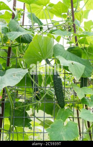 Green cucumber, cucumis sativus, growing on trellis in home garden with many fruit on vine Stock Photo