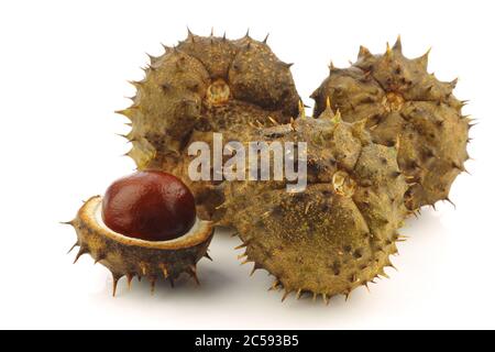 freshly fallen chestnuts(Aesculus hippocastanum) and some shells on a ...