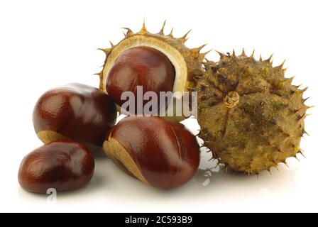 freshly fallen chestnuts(Aesculus hippocastanum) and some shells on a ...