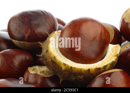 freshly fallen chestnuts(Aesculus hippocastanum) and some shells on a ...