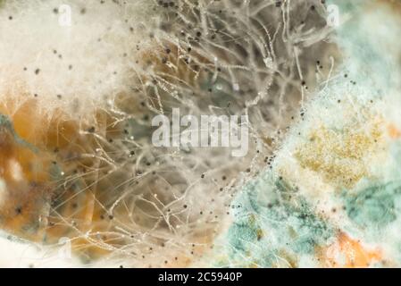 Close up, macro photography of mold on moldy food Stock Photo - Alamy