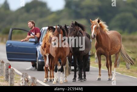 New Forest, Hampshire. UK Weather. 1st July 2020.  A herd of New Forest Ponies show a motorist they have right of way, refusing to to move out of the road near Bolderwood, on a bright overcast afternoon in the Forest. Credit Stuart Martin/Alamy Live News Stock Photo