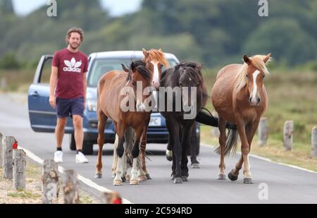 New Forest, Hampshire. UK Weather. 1st July 2020.  A herd of New Forest Ponies show a motorist they have right of way, refusing to to move out of the road near Bolderwood, on a bright overcast afternoon in the Forest. Credit Stuart Martin/Alamy Live News Stock Photo