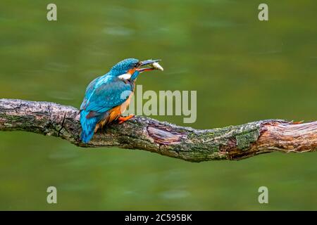 Common kingfisher (Alcedo atthis) female with caught ninespine stickleback (Pungitius pungitius) fish in beak perched on branch over water of pond Stock Photo