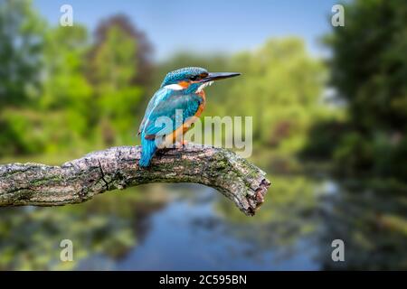 Common kingfisher (Alcedo atthis) female perched on branch over water of pond in summer Stock Photo